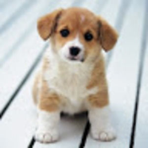 Meet your Posher, Jenny